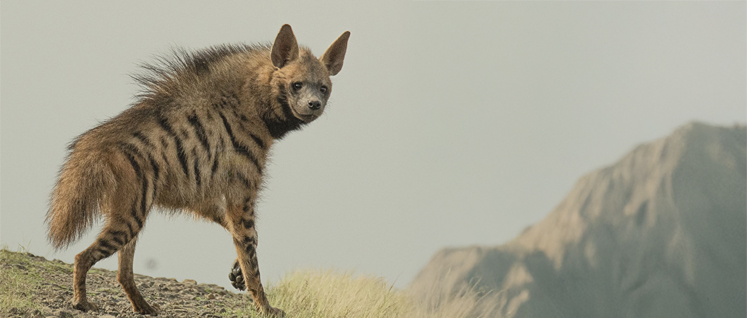 Hyena Habitat Improvement